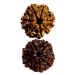 7 mukhi original Rudrakha Nepali (2 piece)/ ৭ মুখী নেপালী রুদ্রাক্ষ / Sri guru Rudrakha Bhandar