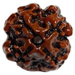 💥💥4 mukhi original Rudrakha Nepali / ৪ মুখী নেপালী রুদ্রাক্ষ / শ্রীগুরু রুদ্রাক্ষ ভান্ডার / Sri guru Rudrakha Bhandar