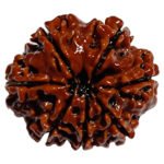 7 mukhi original Rudrakha Nepali / ৭ মুখী নেপালী রুদ্রাক্ষ / শ্রীগুরু রুদ্রাক্ষ ভান্ডার