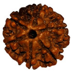 6 mukhi original Rudrakha Nepali / ৬ মুখী নেপালী রুদ্রাক্ষ / শ্রীগুরু রুদ্রাক্ষ ভান্ডার / Sri guru Rudrakha Bhandar