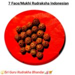 7 mukhi Indraneshian Rudrakha /৭ মুখী ইন্দোনেশিয়ান রুদ্রাক্ষ