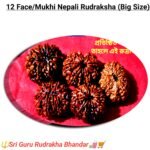 Original 12 Mukhi Natural Nepali Rudrakha / ১২ মুখী নেপালী রুদ্রাক্ষ
