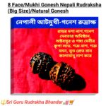 8 Mukhi Gonesh Rudrakha Nepali natural beed / আটমুখী নেপালী রুদ্রাক্ষ