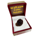 6 mukhi original Rudrakha Nepali / ৬ মুখী নেপালী রুদ্রাক্ষ / শ্রীগুরু রুদ্রাক্ষ ভান্ডার