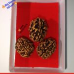 3 Mukhi Rudrakha Nepali / Three Face Rudrakha Nepali