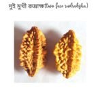 Two Face Rudrakha Original 2 Mukhi Rudrakha / দুই মুখি রুদ্রাক্ষ ২ পিস