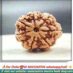 Sath mukhi rudraksha / সাত মুখী রুদ্রাক্ষ