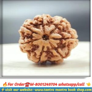Sath mukhi rudraksha / সাত মুখী রুদ্রাক্ষ
