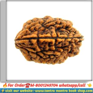 2 mukhi Rudraksha / দুই মুখি রুদ্রাক্ষ
