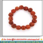 5 mukhi rudraksha breslate / পাঁচ মুখী রুদ্রাক্ষ ব্রেসলেট